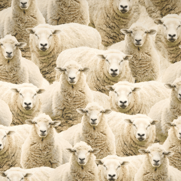 Sheep - Kanvas